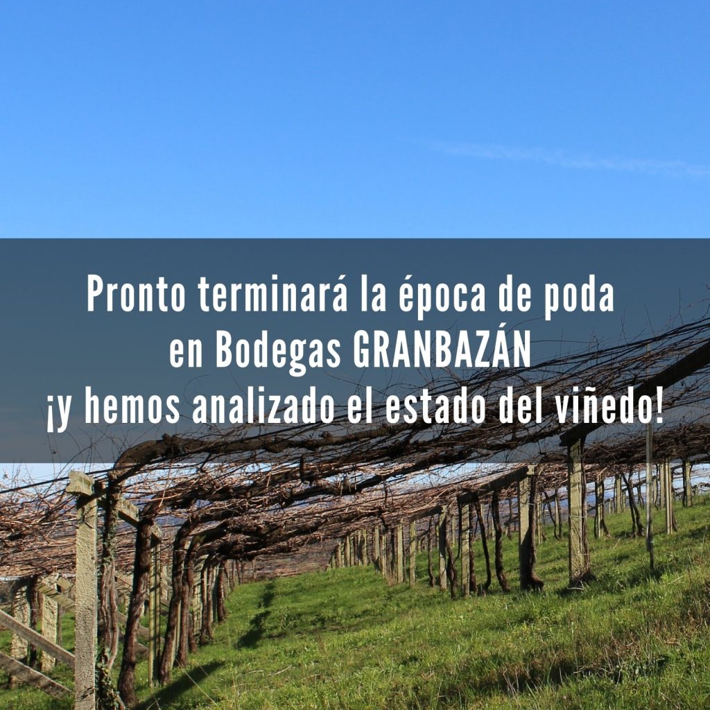 Estado del viñedo en Bodegas Granbazán