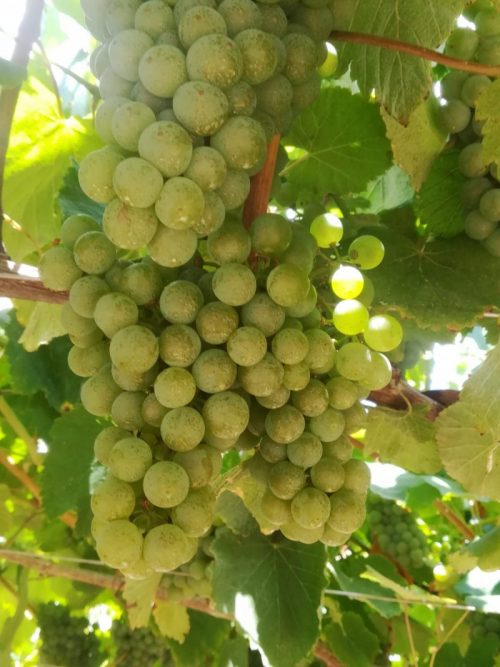 visita bodega en vendimias albariño Galicia uvas