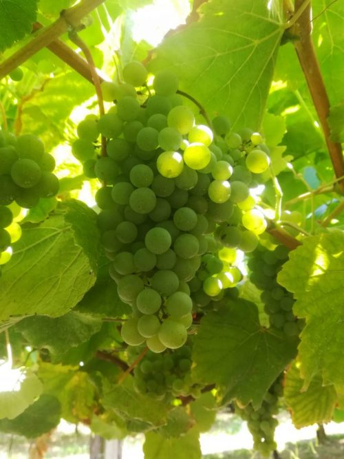 uvas albariño bodegas granbazan