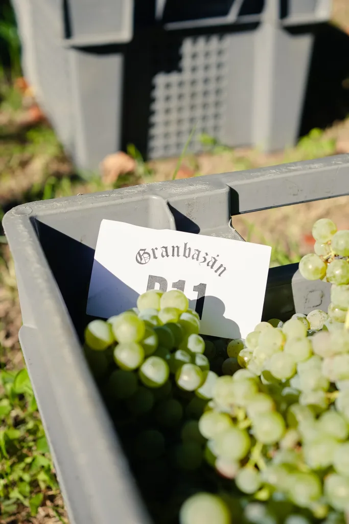 Vendimia 2026 en Granbazán: así ha sido la cosecha de Albariño en Rías Baixas