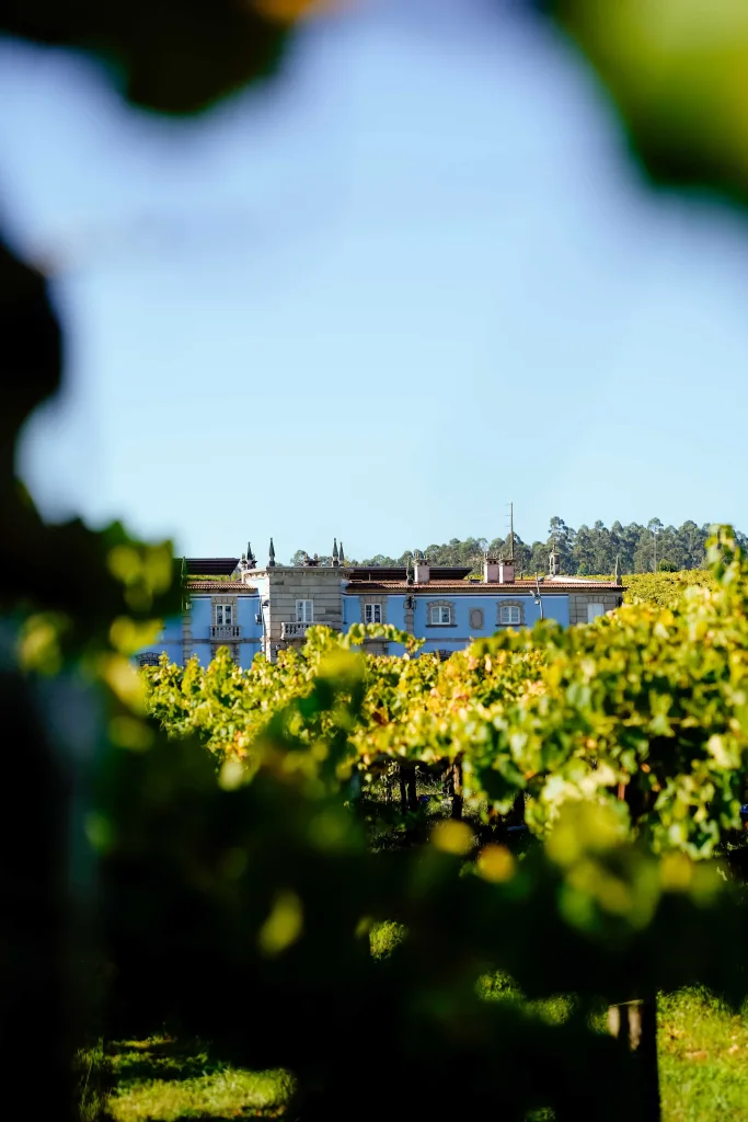 Vendimia 2026 en Granbazán: así ha sido la cosecha de Albariño en Rías Baixas