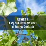 Flowering 2020: Bodegas Granbazán