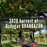 2020harvest at Bodegas Granbazán