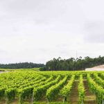 Granbazán, única bodega de Galicia reconocida en premios ‘The World's Best Vineyards’